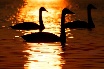 swan on sunset