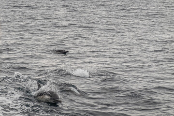 Naklejka premium Santa Cruz Island, CA, USA - September 14, 2023: Dolphins race against ferry boat. One has its head above water