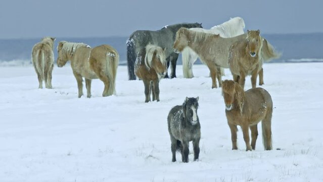Group of horses standing together in the snow. Icelandic horses