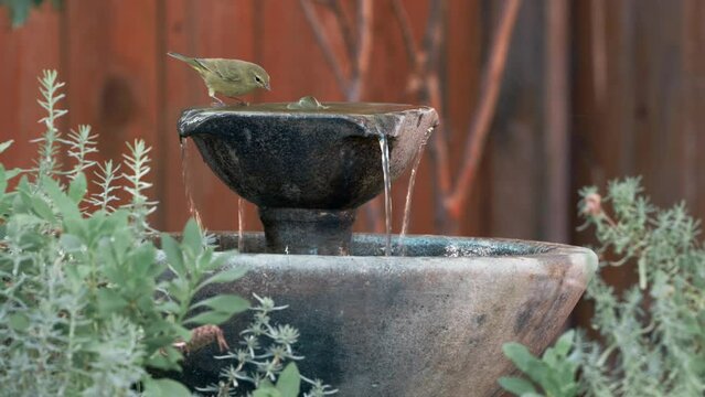Birds on fountain birdbath in a backyard 