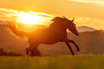 A berber arab horse in front of a stunning sunset landscape in late summer outdoors - obrazy, fototapety, plakaty