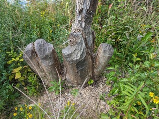 trunk eaten by beaver 