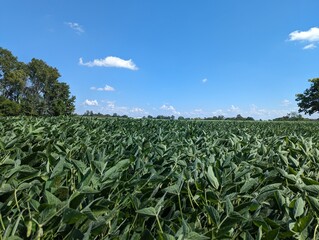 Fototapeta na wymiar corn field against sky