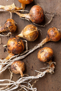 Fresh harvested yellow onions drying on wood table