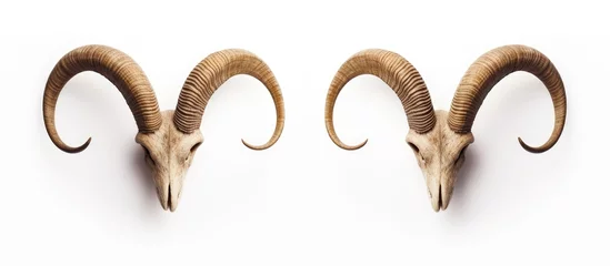 Foto op Plexiglas Ram horns on a white background © 2rogan