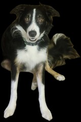 border collie puppy