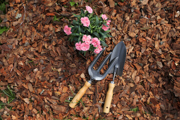 Beautiful flowers mulched with bark chips, fork and trowel, top view