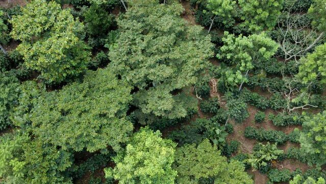 Cinematic aerial view with drone over a coffee plantation that is environmentally friendly as is grown under forest shadow