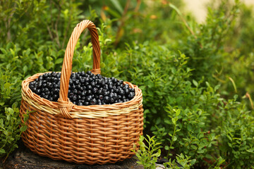 Fototapeta na wymiar Wicker basket with bilberries on green grass outdoors, space for text
