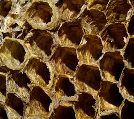 Wasp's Nest Close-up