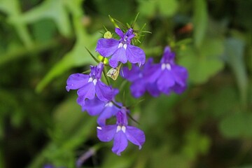 Lobelia