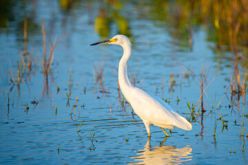 Florida birds. Great Egret. Florida wildlife. Salt water lake with white bird Great Egret. Exotic tropical Florida nature. Animals photographer.