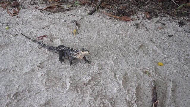 Grey iguana, garrobo on the beach. Wildlife of Costa Rica. Pacific coast 