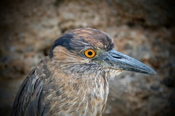 bird of prey