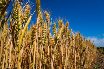 Wheat is growing in the field ,The wheat fields are under the blue sky and white clouds