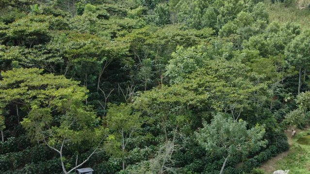 Cinematic aerial view with drone over a coffee plantation that is environmentally friendly as is grown under forest shadow