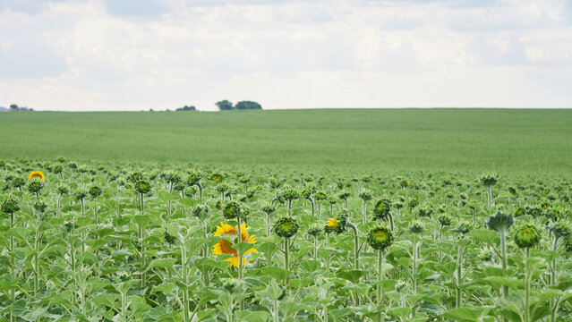 Beautiful Sunflower Farm in Green Countryside