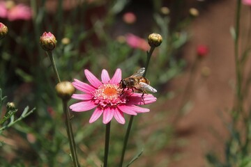 Margarita le&ntilde;osa/abeja