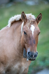 Andorran horses in the Incles Valley, Andorra.