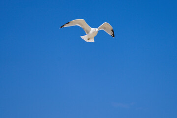 seagull in flight