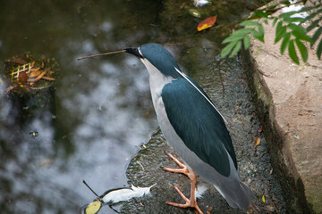 black-crowned night-heron