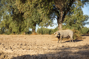 Idyllic Iberian Pig in the Oak Forest.