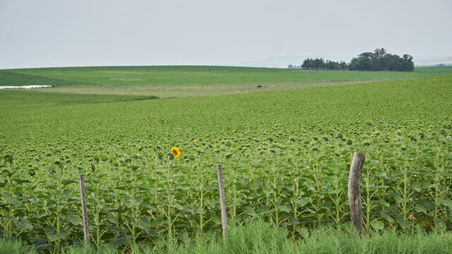 Sunflower Field: Rural Agriculture and Nature