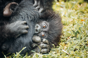 Curious baby mountain gorilla hides behind his mom's arm while staring at photographer. Volcanoes...