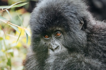 Juvenile mountain gorilla stares at camera. Volcanoes National Park, Rwanda. 
