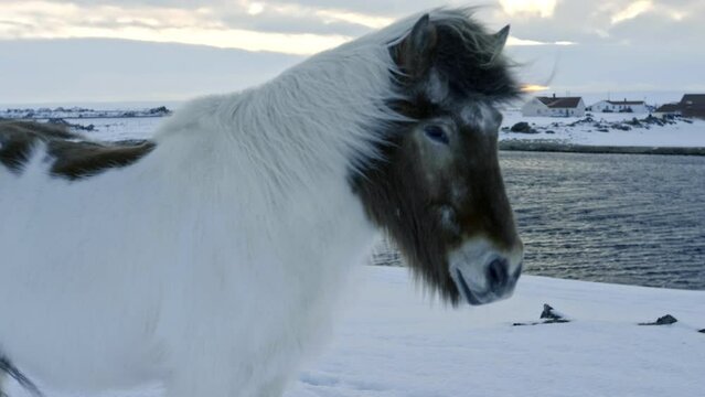 Close up of horse mane blowing in the wind. Icelandic horse. In the snow of Iceland
