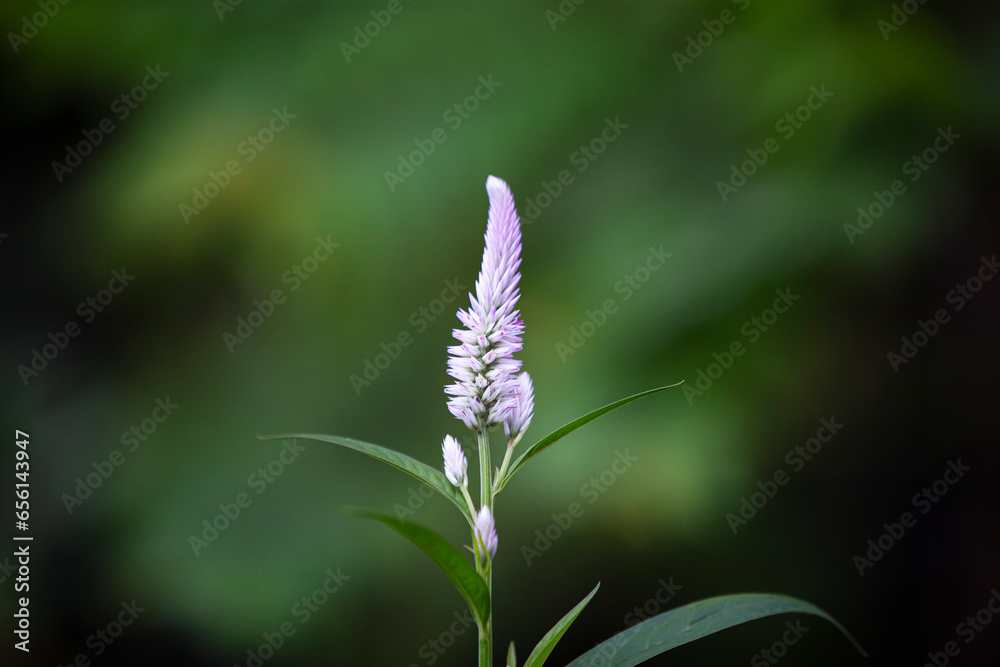 Poster Close up Cockscomb flowers  with blurred background