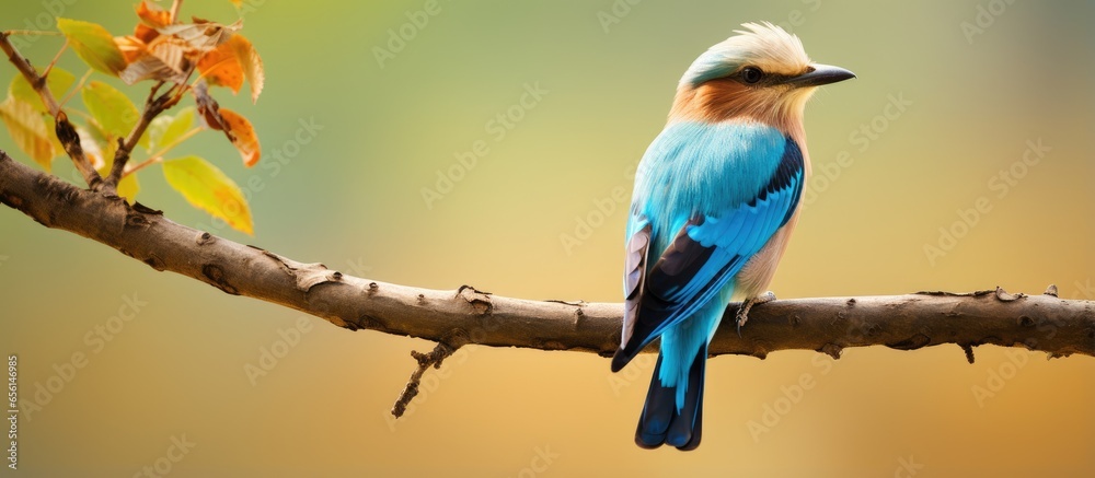 Canvas Prints Indian roller bird or blue jay spotted at Tipeshwar Wildlife Sanctuary