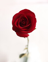 red rose isolated on white background. Top view