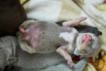 Newborn funny lilac grey tiny chihuahua puppy sleeping on its back like human on fluffy blanket 