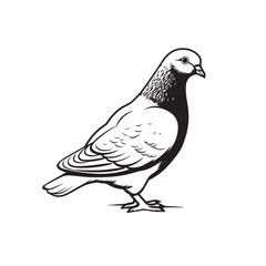 Fototapeta na wymiar illustration of a dove