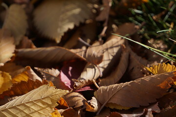 Crispy autumn leaves on the ground