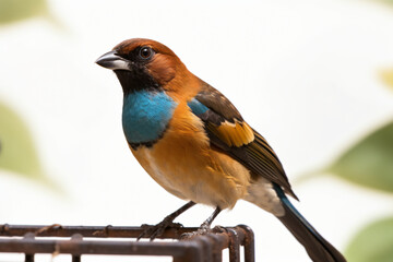 tanager bird standing on a branch