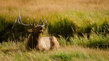 Rocky Mountain elk in colorado