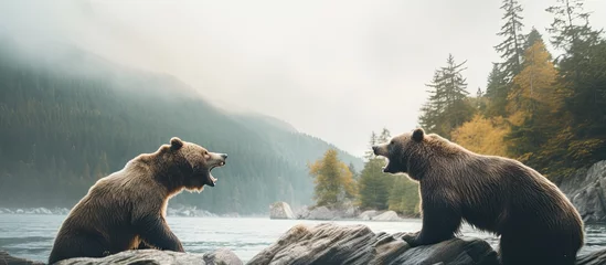 Photo sur Plexiglas Canada Two bears confront each other on a rough coast