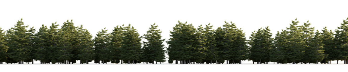 isolated conifer trees pseudotsuga , best use for image background
