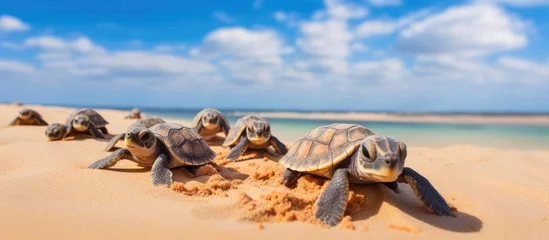 Foto op Canvas Large number of baby turtles emerge from nest making their way to the sea Enchanting and adorable wildlife sight at Ningaloo National Park in Exmouth Western Australia © 2rogan