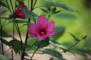Pink hibiscus closeup shallow depth of field