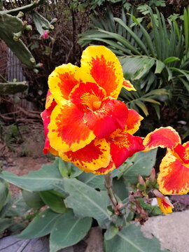 Flor Lirio capacho Roja con Amarillo