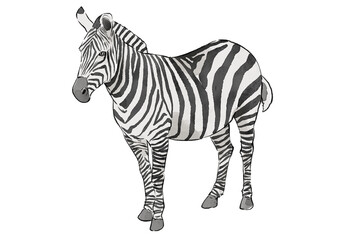 zebra isolated on white