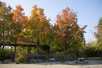 Naklejka premium Colourful trees in fall