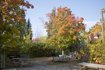 Colourful trees in fall