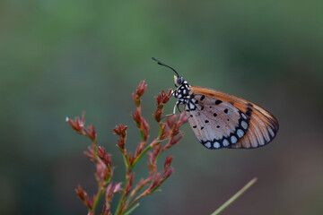 Beautiful Butterfly and Moth in Nature Place
