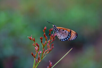Beautiful Butterfly and Moth in Nature Place