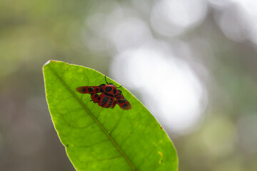 Beautiful Butterfly and Moth in Nature Place