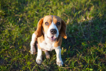 Closed-up on face focus on eye of a cute tri-color beagle dog sitting on the grass field on sunny day.